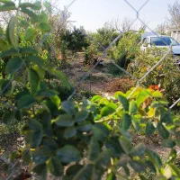 باغچه فنس کشی شده|فروش زمین و ملک کلنگی|تنکمان, |دیوار