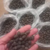 بذر نیلوفر آبی. عمده. خرده
