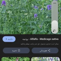 علوفه بیده خشک بنچه