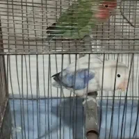 طوطی برزیلی