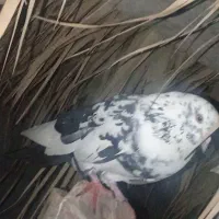 پرنده|پرنده|میناب, |دیوار