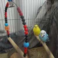 مرغ عشق|پرنده|قم, شهرک مهدیه (مدرس)|دیوار