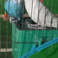 مرغ عشق|پرنده|تهران, شهرک زینبیه|دیوار