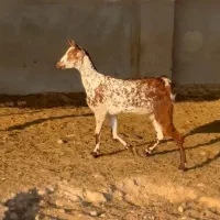 گل نابی صلاله