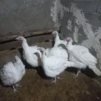 بوقلمون  گوشتی|حیوانات مزرعه|دهگلان, |دیوار