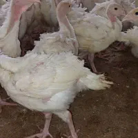 نیمچه بوقلمون بیوتی ۶ ،