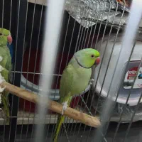 ملنگو نرو ماده قیمت عالی کارداده به شرط|پرنده|رودهن, |دیوار