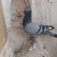 کبوتر 3 عدد|پرنده|تربت جام, والفجر|دیوار