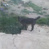 سگ معاوضه با مرغ