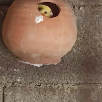 عروس هلندی|پرنده|چابهار, |دیوار