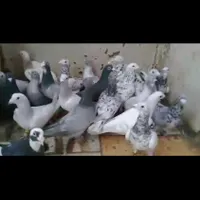 کبوتر رنگی ۳۰عددنروماده گنجه بوری|پرنده|تهران, ارم|دیوار