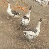 غاز|حیوانات مزرعه|زابل, |دیوار