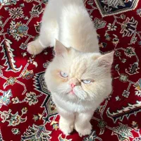 گربه پرشین کرمی