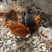 مرغ نژاد دار|حیوانات مزرعه|مشکین‌دشت, |دیوار