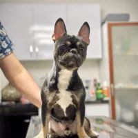 فرنچ بولداگ