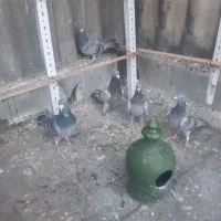 کبوتر مسافتی