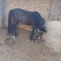 اسب نریان
