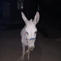 ۸۰۰۰۰۰|حیوانات مزرعه|موچش, |دیوار