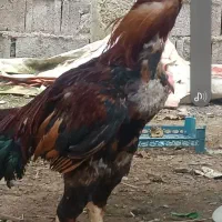 مرغ وخروس