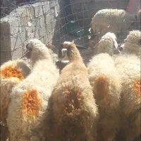 میش داشتی|حیوانات مزرعه|چرداول, |دیوار