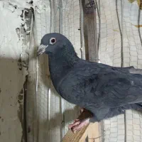 نر زاغ کرمانی|پرنده|گلبهار, شهر جدید گلبهار|دیوار