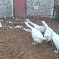 غاز محلی ارگانیک طبیعی برای شب چله|حیوانات مزرعه|اردبیل, |دیوار