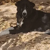 توله سگ قدر جونی