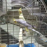 عروس هلندی مولد