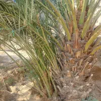 فروش دمیت حاجباقری