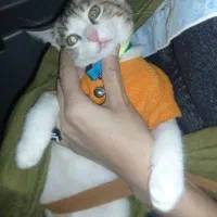 گربه خوشگل  ناز