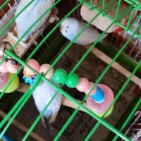 مرغ عشق|پرنده|کرج, شهرک فهمیده|دیوار