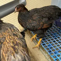 جفت ویاندوت بلک رد