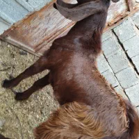 کهر نر|حیوانات مزرعه|بوشهر, |دیوار