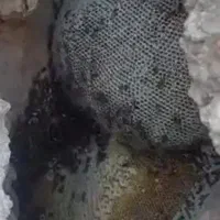 عسل کوهی بشرط|خوردنی و آشامیدنی|شیراز, شاپورجان|دیوار