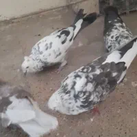 کبوتر
