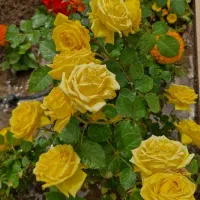 جذب مدرس زبان ، استخدام مدرس زبان