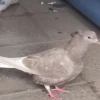 چندعددکبوتربرافروش دارم|پرنده|اندیمشک, |دیوار