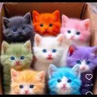 واگذاری انواع گربه|گربه|اصفهان, رهنان|دیوار