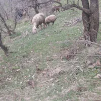 بر مادفروشی