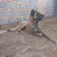 واگذاری سگ سرابی