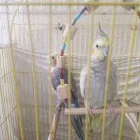 عروس هلندی و شاه طوطی