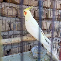 عروس هلندی نر|پرنده|قرچک, مهدیه|دیوار