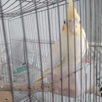 عروس هلندی|پرنده|مهاباد (آذربایجان غربی), |دیوار