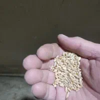 گندم