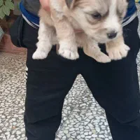 سگ شیتزوکراس ریزعروسکی اپارتمانی|سگ|نجفآباد, حومه نجف آباد|دیوار