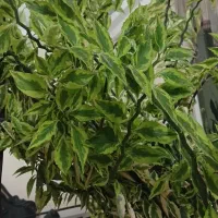 گل اپارتمانی|گل و گیاه طبیعی|تهران, جنت‌آباد جنوبی|دیوار