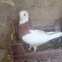 اسباب بازی