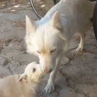 سگ میکس هاسکی چشم آبی پا کوتاه