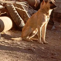 سگ نگهبان سراب