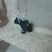 کفتر